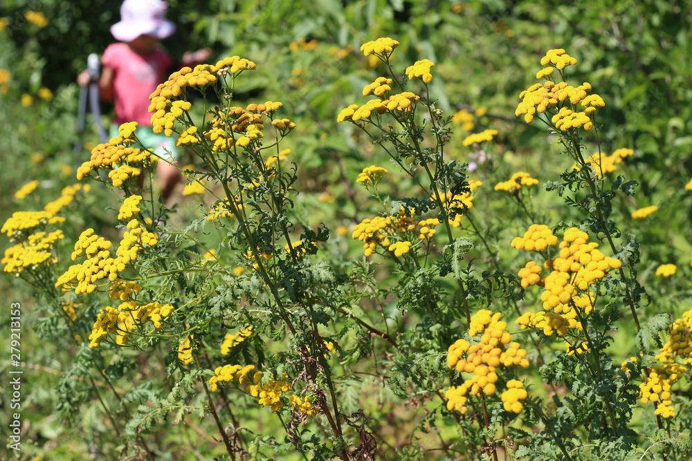 Yellow tansy flowers Tanacetum vulgare, common tansy, bitter button, cow bitter, or golden buttons in the green summer meadow.