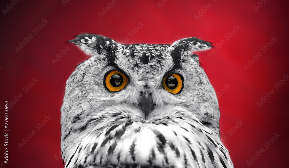 Fototapeta premium A close look of the orange eyes of a horned owl on a dark red background. Focused on the eyes. In black and white with colored eyes.