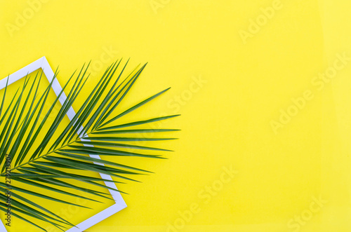 Bright background with a palm branch and a white frame on a yellow.