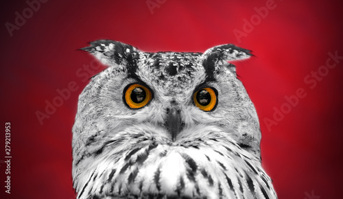 A close look of the orange eyes of a horned owl on a dark red background. Focused on the eyes. In black and white with colored eyes.