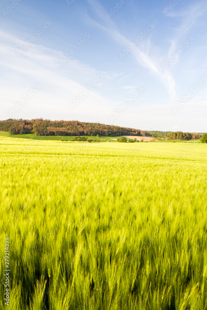 Green wheat field in summer sunny day wheater