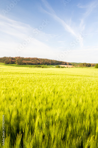Green wheat field in summer sunny day wheater