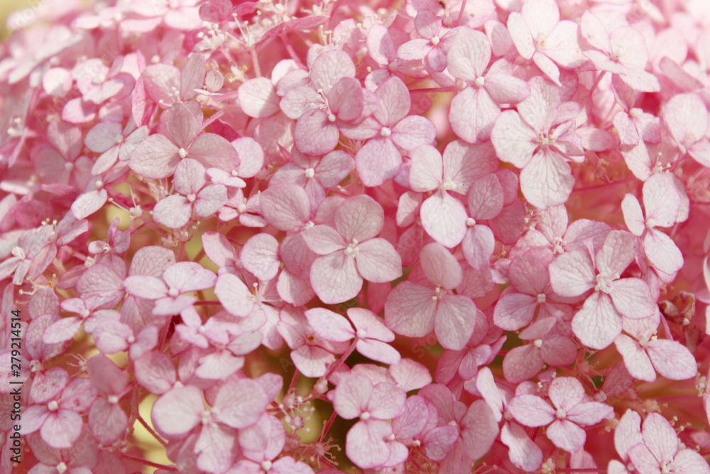 Blurred abstract nature background. Blurred shot of hydrangea flowers. Soft flowers texture. Blurred pink colors, abstract nature texture.