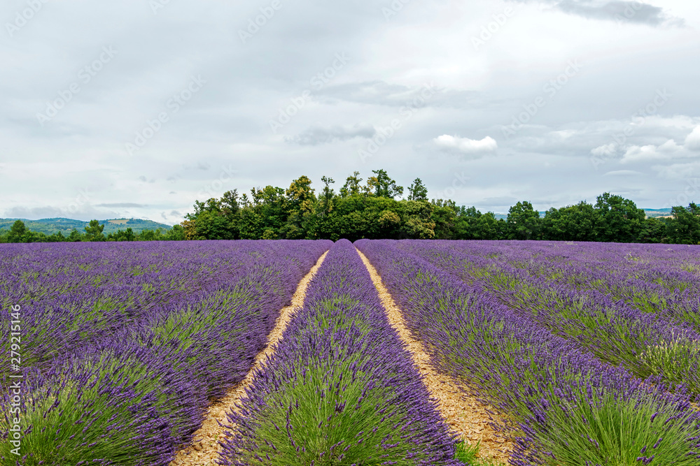 Obraz premium Lavender lines covered in flowers on endless fields tainted in purple, Provence, South of France