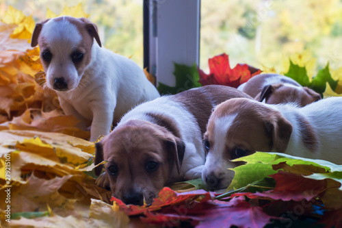 Jack Russell puppies in autumn leaves