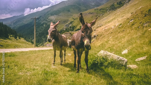 donkey in the mountains