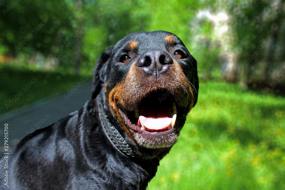 rottweiler portrait of a dog