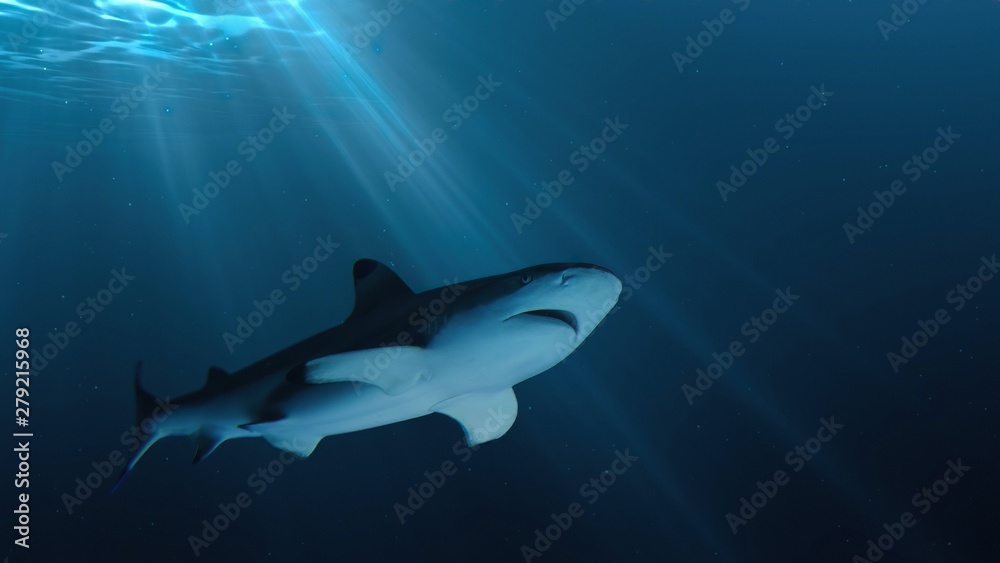 Fototapeta premium Shark is swimming underwater in ocean.