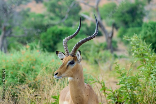 impala in africa © Francisco