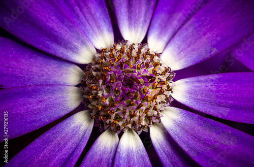 Macro of purple flower