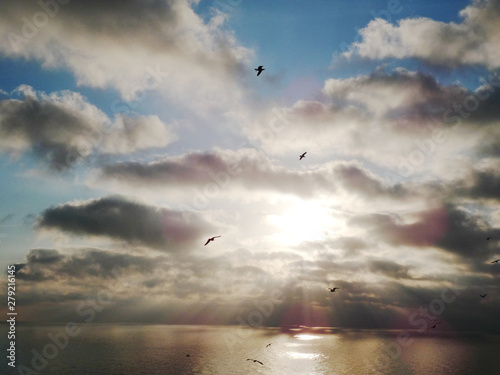 Seagulls flying over the sea