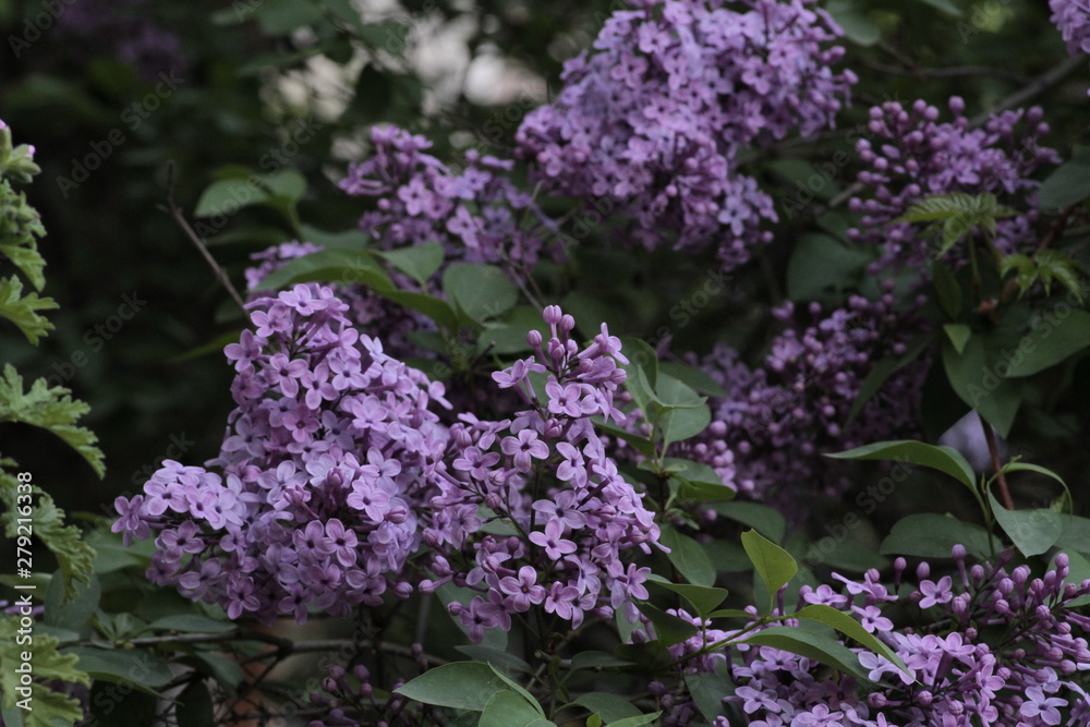 Revived nature and lilacs blooming in the garden.
