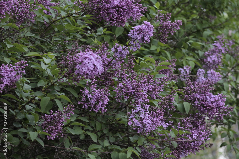 Obraz premium Revived nature and lilacs blooming in the garden.