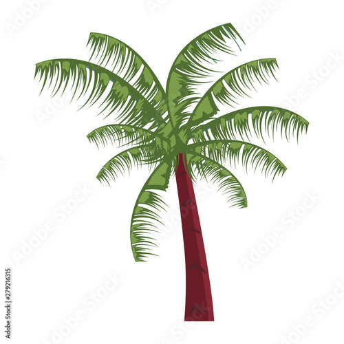 palm tree tropical natural icon vector ilustration