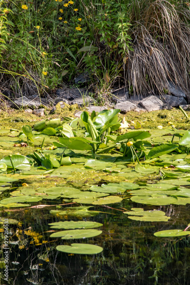 Image of Karl Heine canal with water lilies, birds and insects in Leipzig between city and Lindenau harbor. Image of Karl Heine canal with water lilies, birds and insects in Leipzig between city and Lindenau harbor.