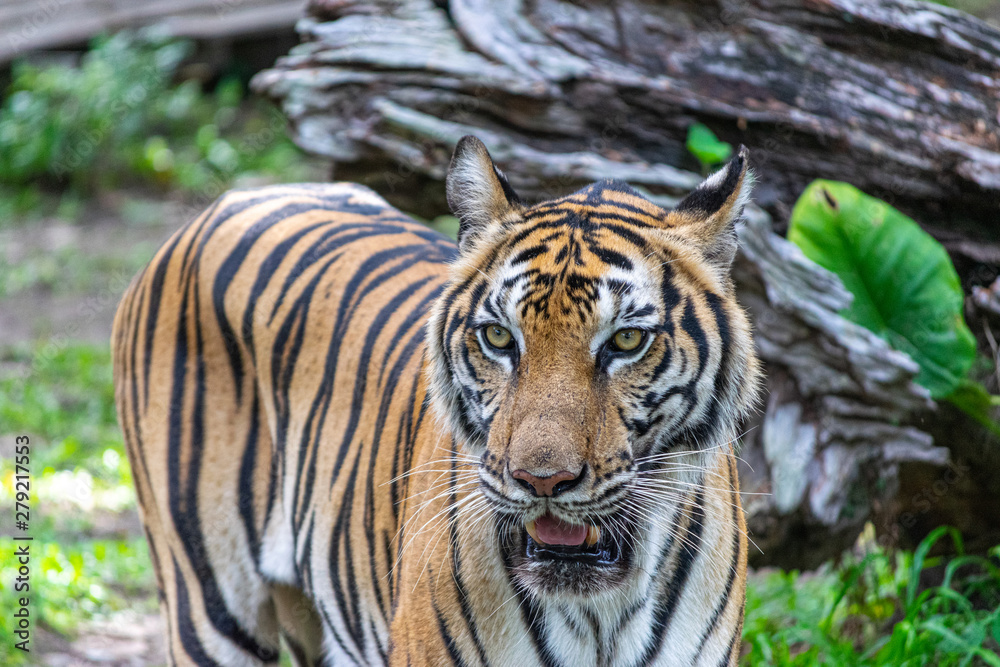 Obraz premium The tiger that lives in the natural forest is waiting to eat meat. Wildlife scene with danger animal.
