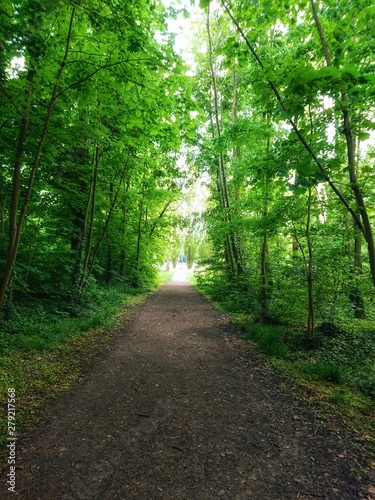 path in forest