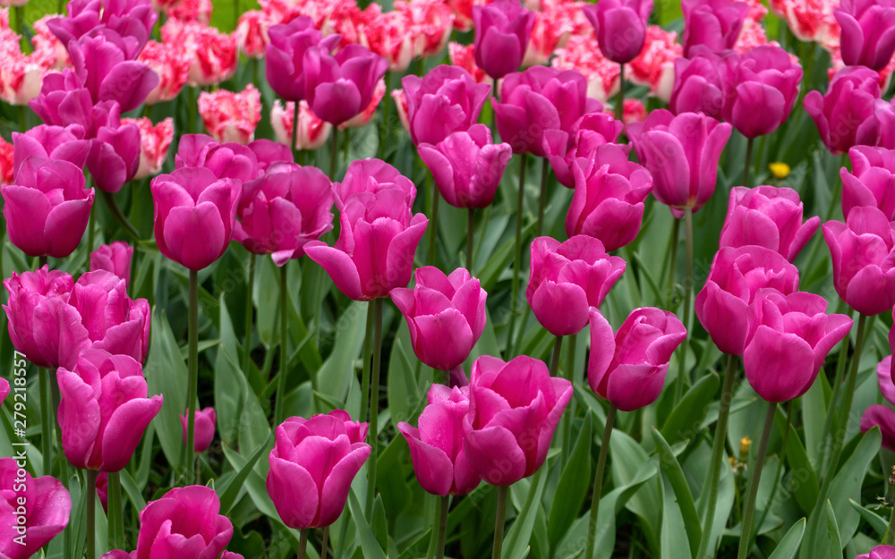 A magical landscape of pink tulip flowers in the fields in Holland. Flower background. A magical landscape of pink tulip flowers in the fields in Holland. Flower background.