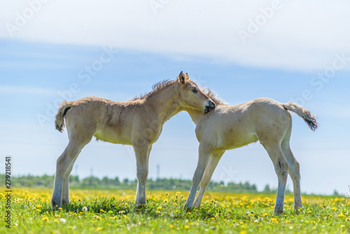 Canvas Two lovers foal on a dandelion field.