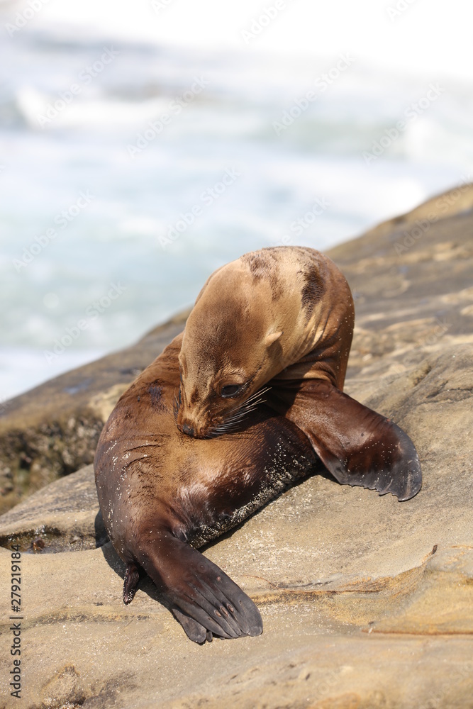 Fototapeta premium California sea lion
