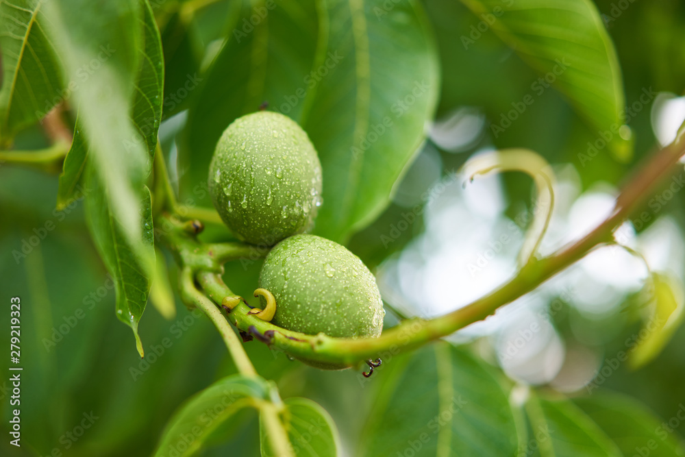 Close up Picture of two unriped jung walnut fruits in geen nutshell on the branch of walnut tree with leaves during the summer sunny day just after the rain in the organic orchard. Close up Picture of two unriped jung walnut fruits in geen nutshell on the branch of walnut tree with leaves during the summer sunny day just after the rain in the organic orchard.