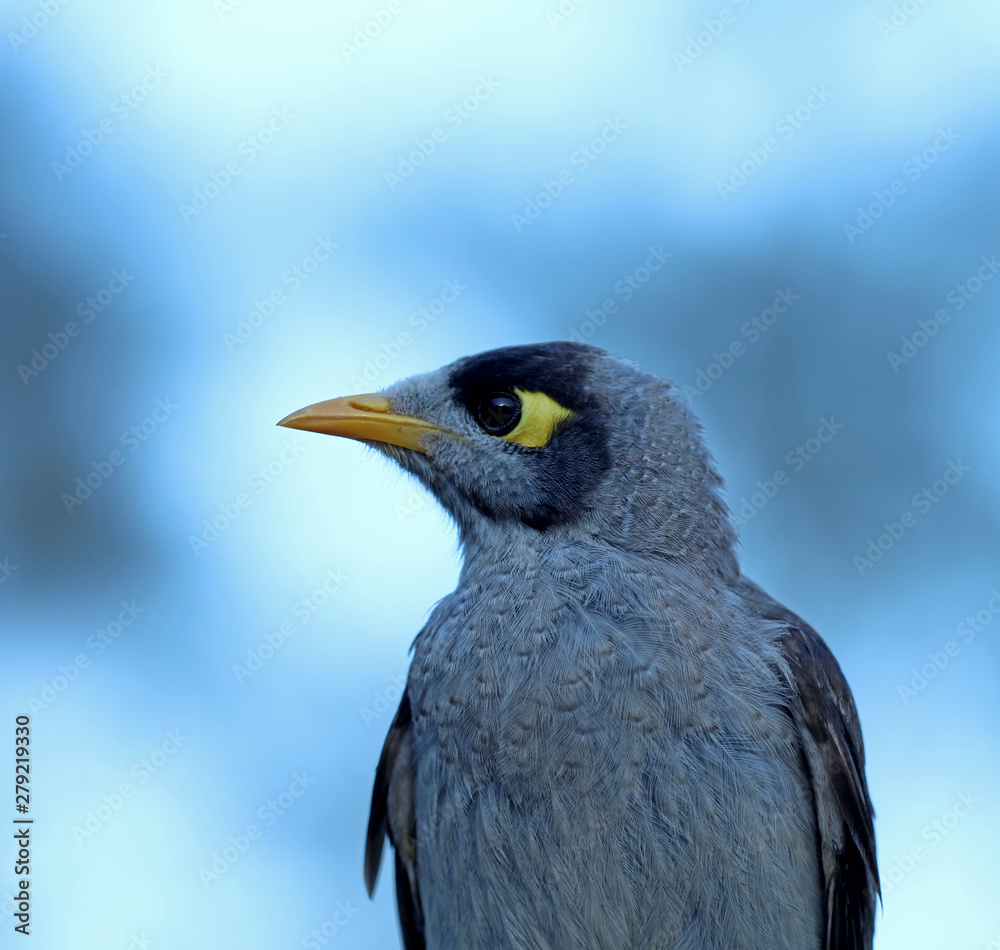 Obraz premium Myna Australien