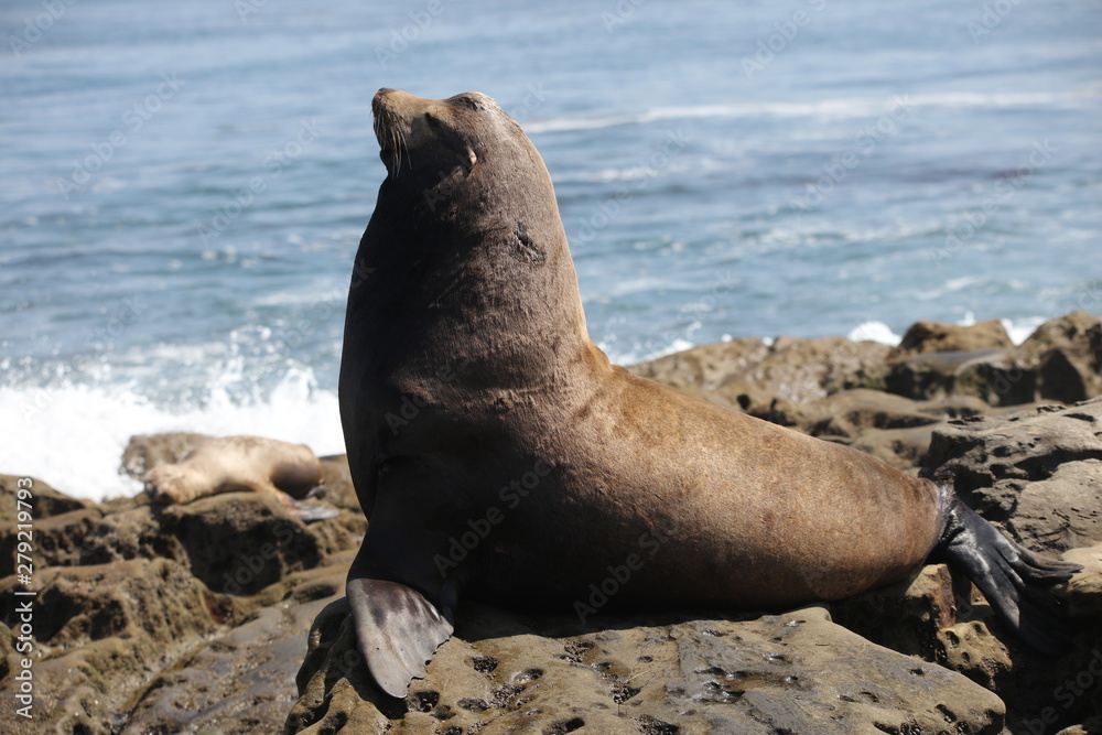 Naklejka premium California sea lion
