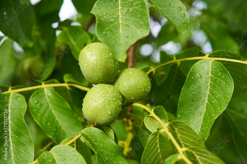 Close up Picture of three unriped joung walnut fruits in geen nutshell on the branch of walnut tree with leaves during the summer sunny day just after the rain in the organic orchard.