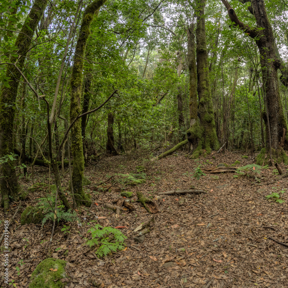 Relict forest on the slopes of the mountain range of the Garajonay National Park. Giant Laurels and Tree Heather along narrow winding paths. Paradise for hiking. Travel postcard. La Gomera, Spain.