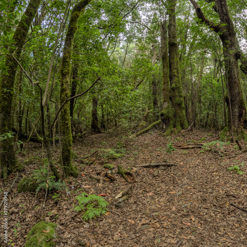 Relict forest on the slopes of the mountain range of the Garajonay National Park. Giant Laurels and Tree Heather along narrow winding paths. Paradise for hiking. Travel postcard. La Gomera, Spain.