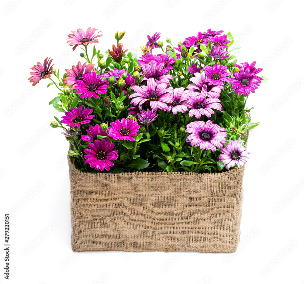 Group of colorful daisy flowers in sack cloth basket isolated on white