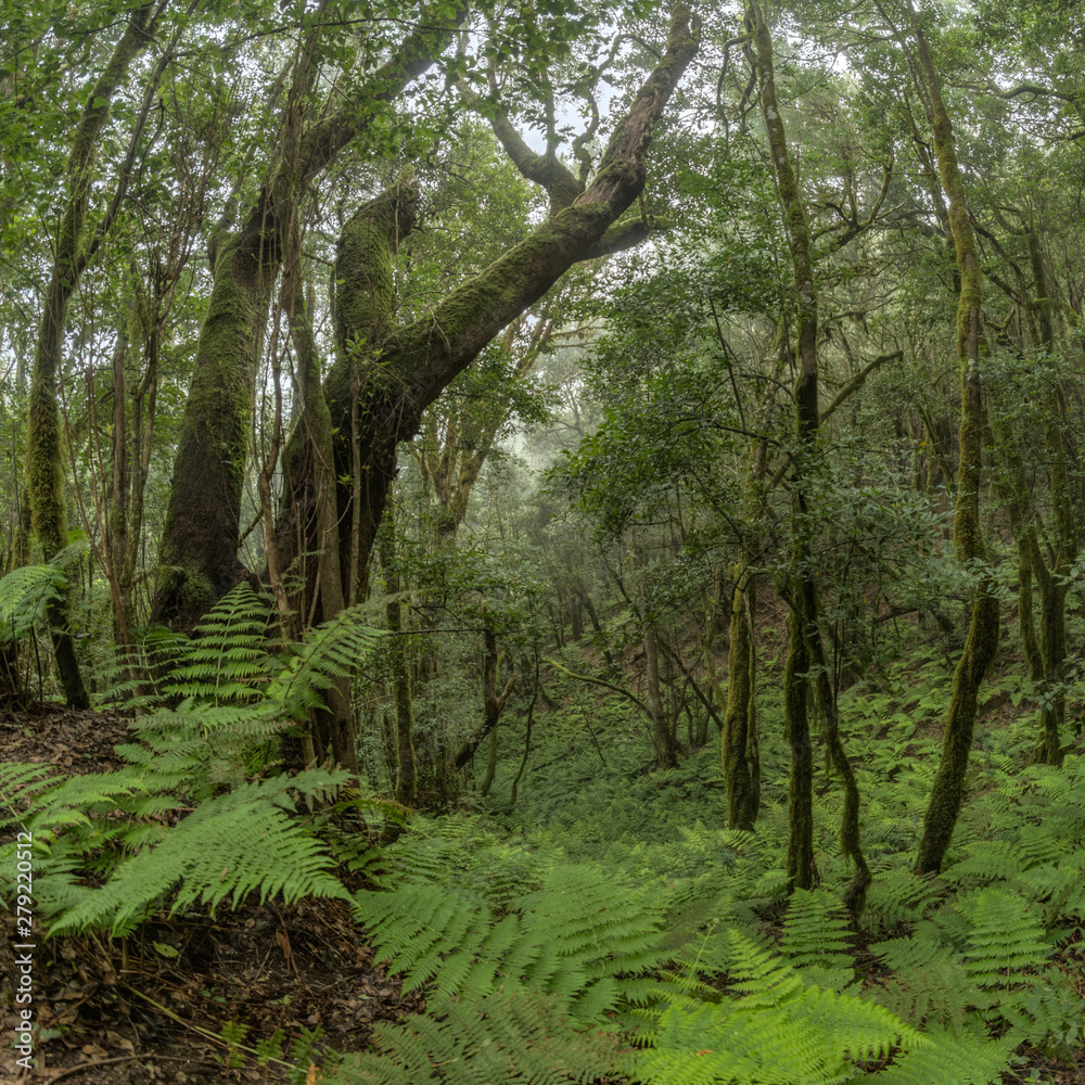 Relict forest on the slopes of the mountain range of the Garajonay National Park. Giant Laurels and Tree Heather along narrow winding paths. Paradise for hiking. Travel postcard. La Gomera, Spain. Relict forest on the slopes of the mountain range of the Garajonay National Park. Giant Laurels and Tree Heather along narrow winding paths. Paradise for hiking. Travel postcard. La Gomera, Spain.