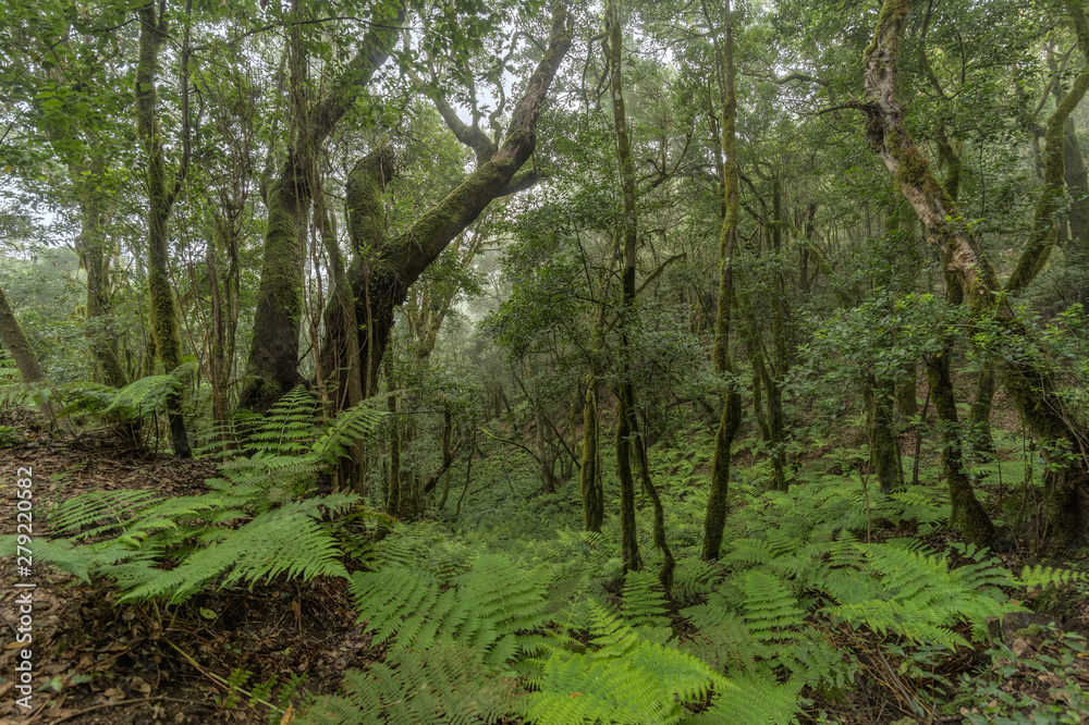 Super wide angle panorama. Relict forest on the slopes of the Garajonay National Park mountains. Giant Laurels and Tree Heather along narrow winding paths. Paradise for hiking. La Gomera, Spain. Super wide angle panorama. Relict forest on the slopes of the Garajonay National Park mountains. Giant Laurels and Tree Heather along narrow winding paths. Paradise for hiking. La Gomera, Spain.