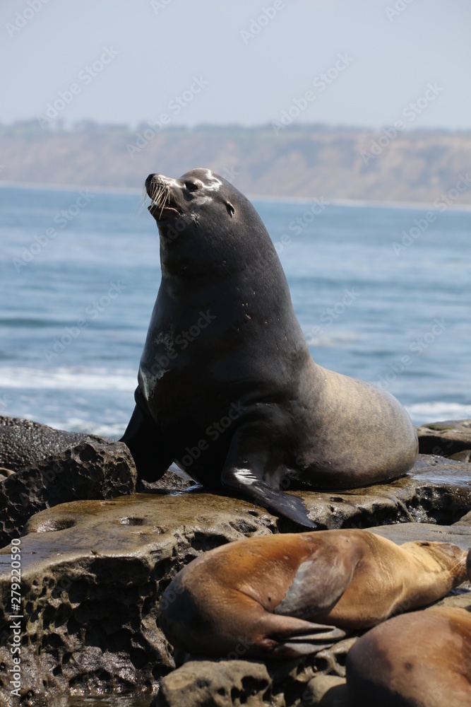 Naklejka premium California sea lion