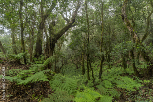 Super wide angle panorama. Relict forest on the slopes of the Garajonay National Park mountains. Giant Laurels and Tree Heather along narrow winding paths. Paradise for hiking. La Gomera, Spain.