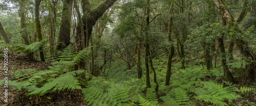 Super wide angle panorama. Relict forest on the slopes of the Garajonay National Park mountains. Giant Laurels and Tree Heather along narrow winding paths. Paradise for hiking. La Gomera, Spain.