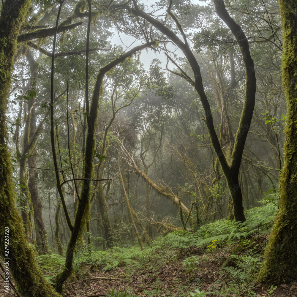 Obraz premium Relict forest on the slopes of the mountain range of the Garajonay National Park. Giant Laurels and Tree Heather along narrow winding paths. Paradise for hiking. Travel postcard. La Gomera, Spain.