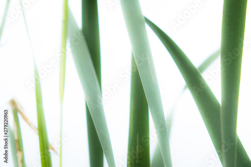 Background of stems of cattail on a background of blue sky. Summer. Sunny day. The coastal aquatic plant grows wild along the muddy shores of rivers  lakes  ponds  old ladies  canals and reservoirs  a