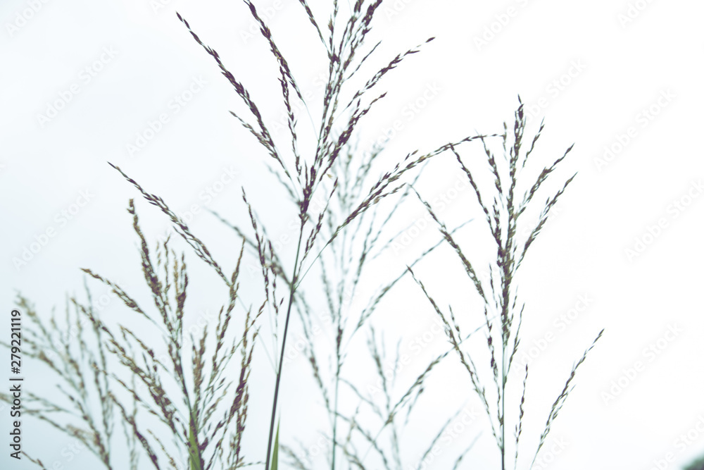 Background of stems of cattail on a background of blue sky. Summer. Sunny day. The coastal aquatic plant grows wild along the muddy shores of rivers, lakes, ponds, old ladies, canals and reservoirs, a Background of stems of cattail on a background of blue sky. Summer. Sunny day. The coastal aquatic plant grows wild along the muddy shores of rivers, lakes, ponds, old ladies, canals and reservoirs, a
