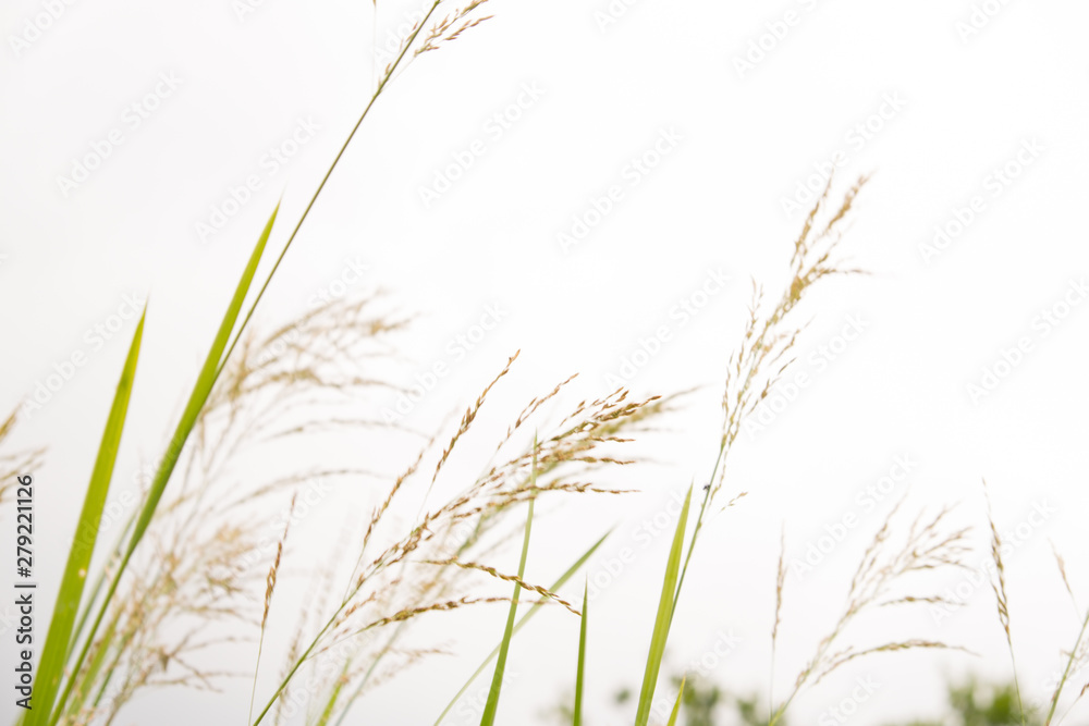Background of stems of cattail on a background of blue sky. Summer. Sunny day. The coastal aquatic plant grows wild along the muddy shores of rivers, lakes, ponds, old ladies, canals and reservoirs, a