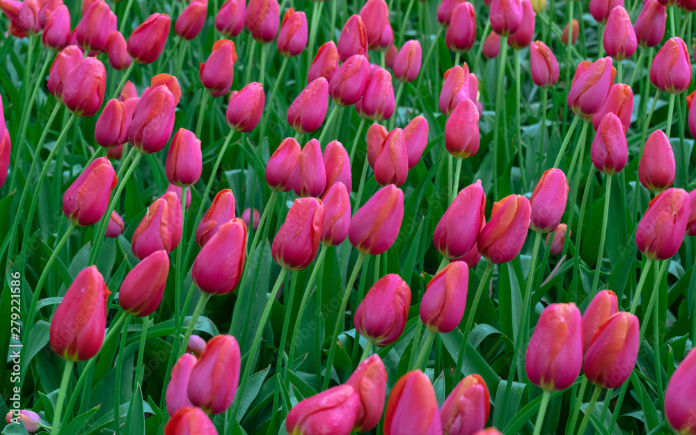 A magical landscape of pink tulip flowers in the fields in Holland. Flower background.