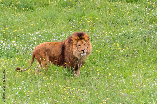 a family of lions walking and resting in their green grass enclosure photo