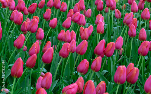 A magical landscape of pink tulip flowers in the fields in Holland. Flower background.