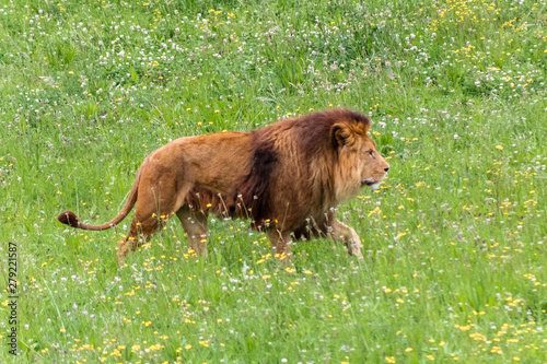 a family of lions walking and resting in their green grass enclosure