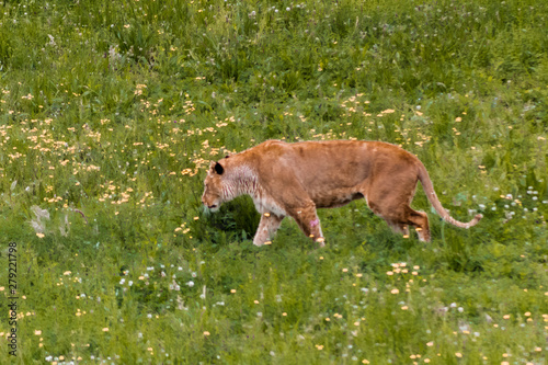 a family of lions walking and resting in their green grass enclosure photo