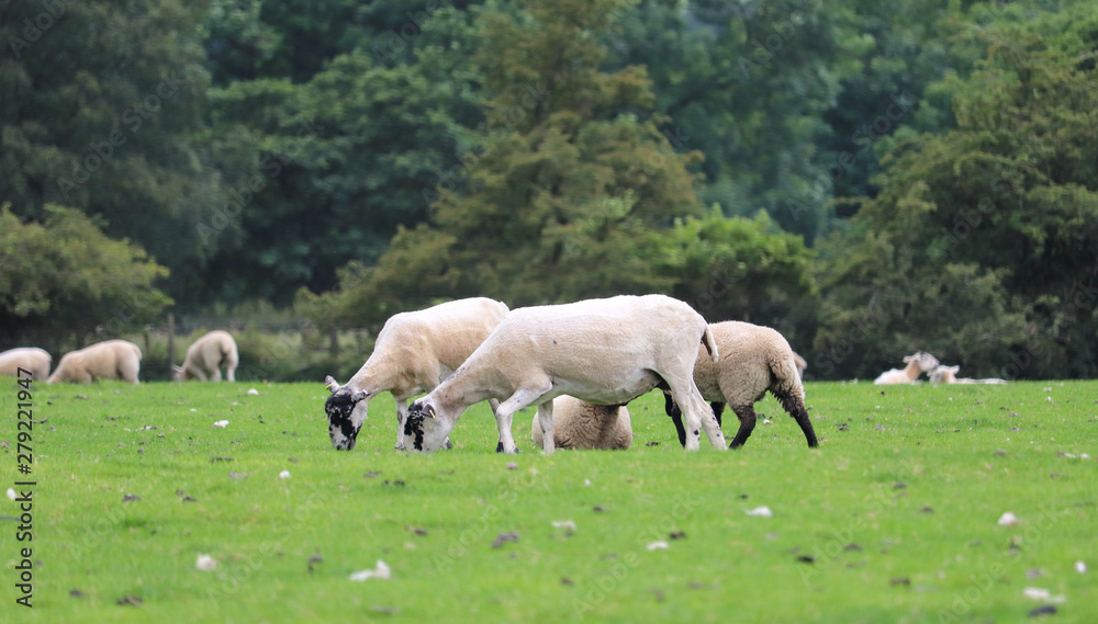 Adult and young sheep in green grass over tree background Adult and young sheep in green grass over tree background