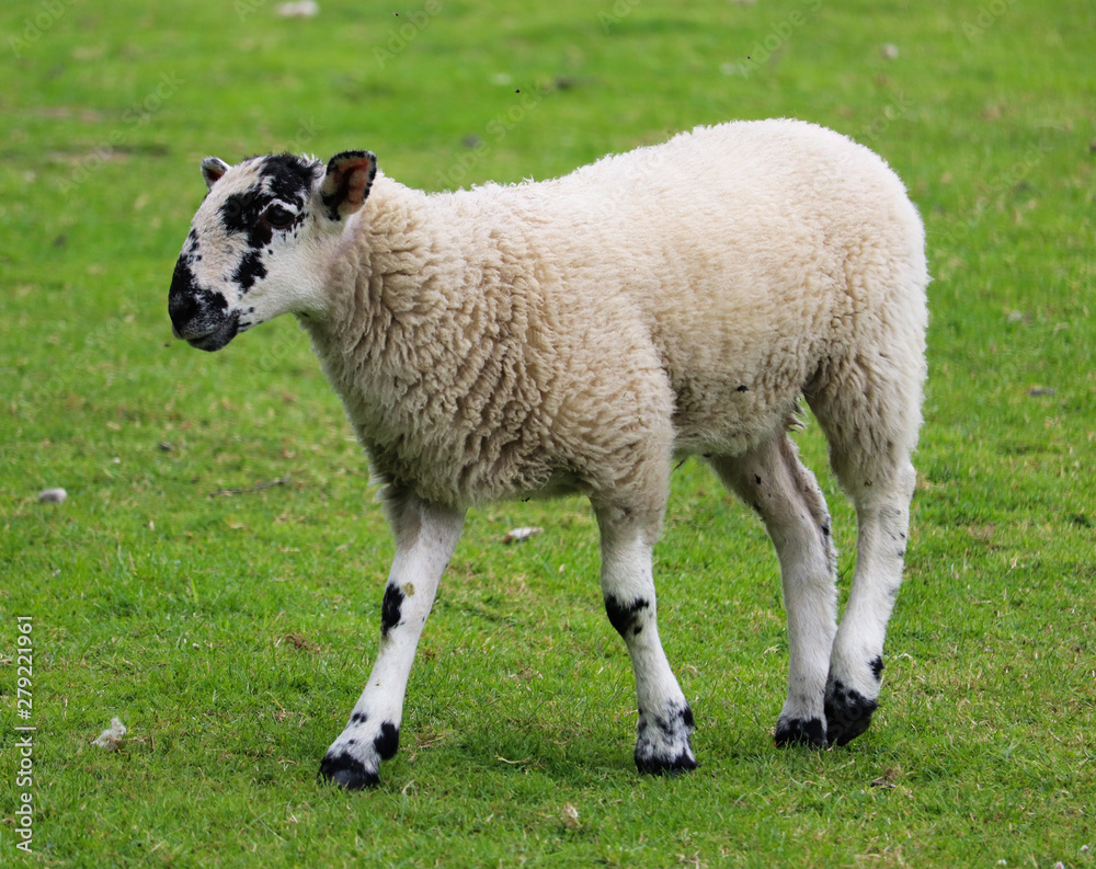 Young sheep with black spots alone in green grass Young sheep with black spots alone in green grass