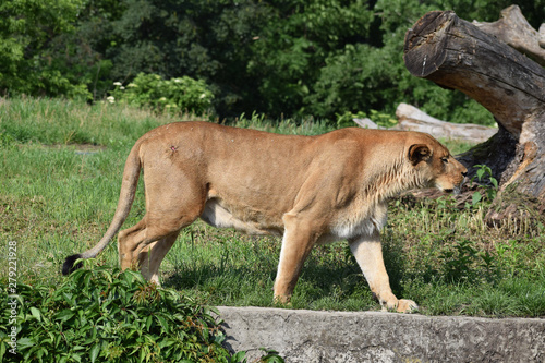 lion animal female zoo