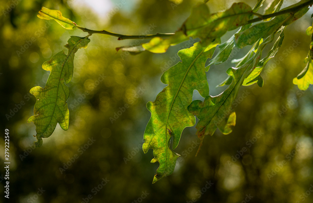 Oak leaves. Branch with green leaves. Oak branch. Backlight. Sunshine. Oak leaves. Branch with green leaves. Oak branch. Backlight. Sunshine.