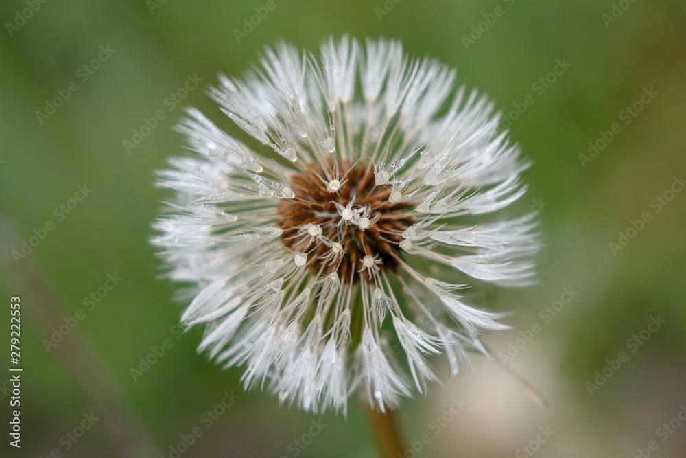 Dandelion Dandelion